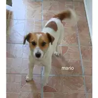 Foto dell\'animale COMUNE DI SALERNO - 380260044671207