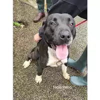 Foto dell\'animale COMUNE DI SALERNO - 380260044667194