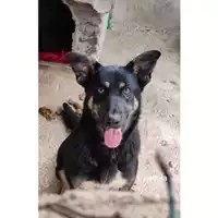 Foto dell\'animale COMUNE DI SALERNO - 380260044667841