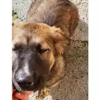 Foto dell\'animale COMUNE DI SALERNO - 380260044670341