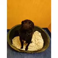 Foto dell\'animale COMUNE DI SALERNO - 380260044665188