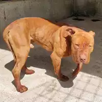 Foto dell\'animale COMUNE DI SALERNO - 380260044667736