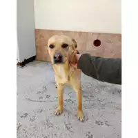 Foto dell\'animale COMUNE DI SALERNO - 380260044670272