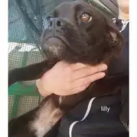 Foto dell\'animale COMUNE DI SALERNO - 380260044670547