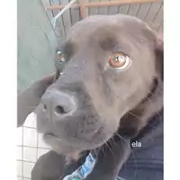 Foto dell\'animale COMUNE DI SALERNO - 380260044670582
