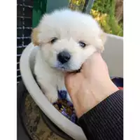Foto dell\'animale COMUNE DI SALERNO - 380260044670949