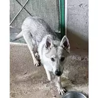 Foto dell\'animale COMUNE DI SALERNO - 380260044665282