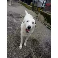 Foto dell\'animale COMUNE DI SALERNO - 380260042387268