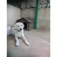 Foto dell\'animale COMUNE DI SALERNO - 380260004056785