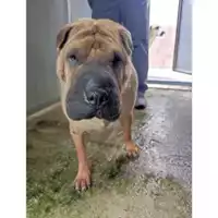 Foto dell\'animale COMUNE DI SALERNO - 380260044667183
