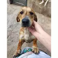 Foto dell\'animale COMUNE DI SALERNO - 380260044805931