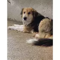 Foto dell\'animale COMUNE DI SALERNO - 380260044670663