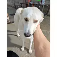 Foto dell\'animale COMUNE DI SALERNO - 380260004057206