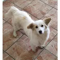 Foto dell\'animale COMUNE DI SALERNO - 380260044805917