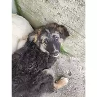 Foto dell\'animale COMUNE DI SALERNO - 380260044671303