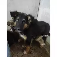 Foto dell\'animale COMUNE DI SALERNO - 380260044671477
