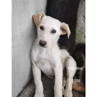 Foto dell\'animale COMUNE DI SALERNO - 380260044671509