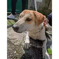 Foto dell\'animale COMUNE DI SALERNO - 380260044671392