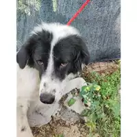 Foto dell\'animale COMUNE DI SALERNO - 380260044671892