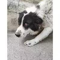 Foto dell\'animale COMUNE DI SALERNO - 380260044806014
