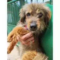Foto dell\'animale COMUNE DI SALERNO - 380260044805350