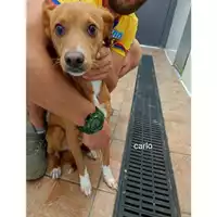 Foto dell\'animale COMUNE DI SALERNO - 380260044671345