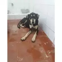 Foto dell\'animale COMUNE DI SALERNO - 380260042463904