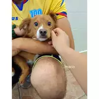 Foto dell\'animale COMUNE DI SALERNO - 380260044671856