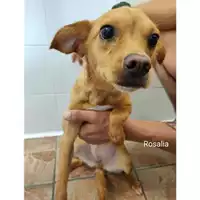Foto dell\'animale COMUNE DI SALERNO - 380260044671941