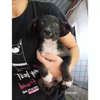 Foto dell\'animale COMUNE DI SALERNO - 380260044805453