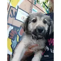 Foto dell\'animale COMUNE DI SALERNO - 380260044813583