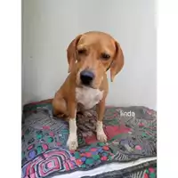 Foto dell\'animale COMUNE DI SALERNO - 380260044805728