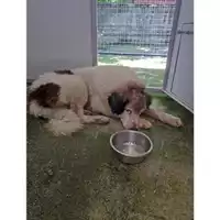 Foto dell\'animale COMUNE DI SALERNO - 380260044805437