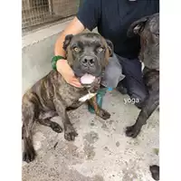 Foto dell\'animale COMUNE SAN MANGO PIEMONTE - 380260044805345