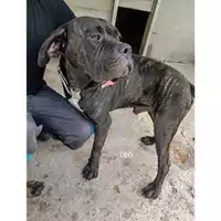 Foto dell\'animale COMUNE SAN MANGO PIEMONTE - 380260044806152