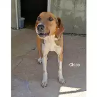 Foto dell\'animale COMUNE DI SALERNO - 380260043000171