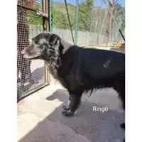 Foto dell\'animale COMUNE DI SALERNO - 380260043000504