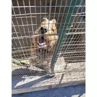 Foto dell\'animale COMUNE DI SALERNO - 380260044805854