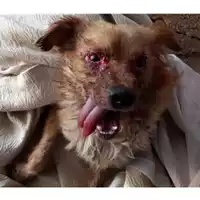 Foto dell\'animale COMUNE DI SALERNO - 380260044580772