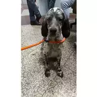 Foto dell\'animale COMUNE DI SALERNO - 380260044807034