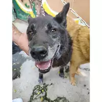 Foto dell\'animale COMUNE DI SALERNO - 380260042456883