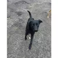 Foto dell\'animale COMUNE DI SALERNO - 380260042458565