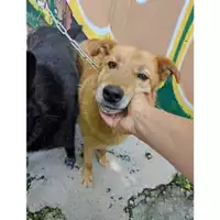 Foto dell\'animale COMUNE DI SALERNO - 380260042457488