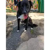 Foto dell\'animale COMUNE DI SALERNO - 380260044671441