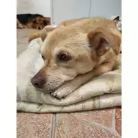 Foto dell\'animale COMUNE DI SALERNO - 380260044813581