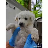 Foto dell\'animale COMUNE DI SALERNO - 380260044814157