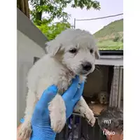 Foto dell\'animale COMUNE DI SALERNO - 380260044813290