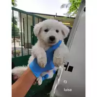 Foto dell\'animale COMUNE DI SALERNO - 380260044813303