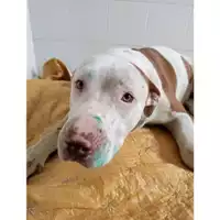 Foto dell\'animale COMUNE DI PELLEZZANO - 380260044665519