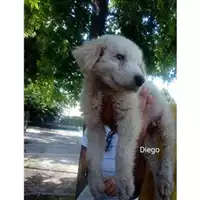 Foto dell\'animale COMUNE DI SALERNO - 380260044813576